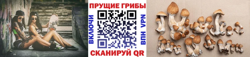 Псилоцибиновые грибы Psilocybe  mega ССЫЛКА  Ужур 